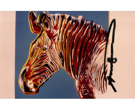 Artist: Andy Warhol (American, 1928 - 1987). Title: "Grevy's Zebra". Medium: Original color analogue photograph. Date: Compos