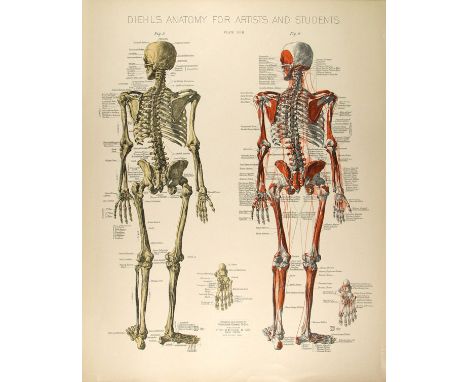 Artist: Conrad Diehl (American, 1845 - 1933). Title: "Diehl's Anatomy for Artists and Students - Plate 3". Medium: Original v