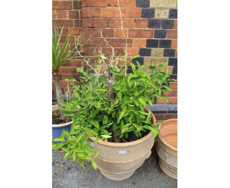 A LARGE TERACOTTA PLANTER containing an overtly spikey plant 