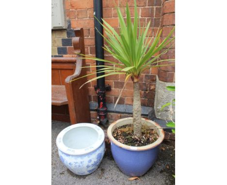 A BLUE &amp; WHITE ORIENTAL PORCELAIN PLANTER together with a blue glazed stoneware planter containing a living palm 