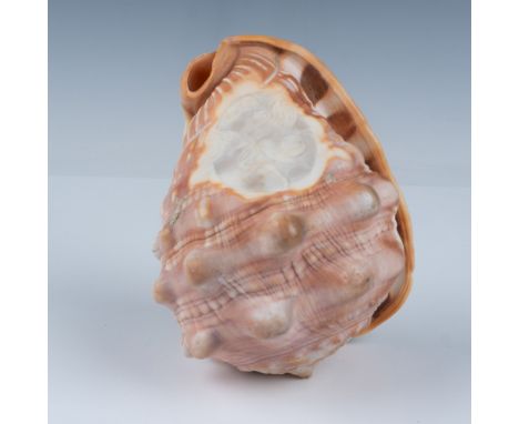 Semi translucent polished shell with scene depicting an Angel with a Child in its arms flying through a night sky depicted by