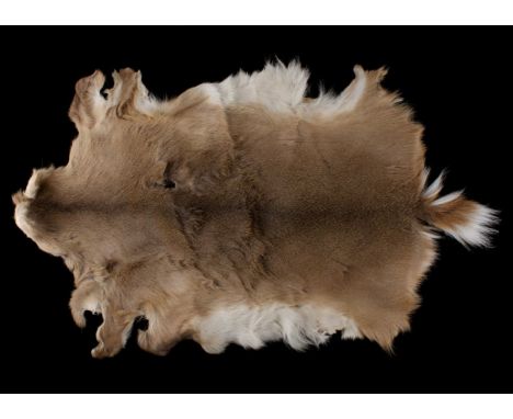 For your consideration is this Montana taken whitetail deer tanned taxidermy hide. The Montana captured deer shows excellent 
