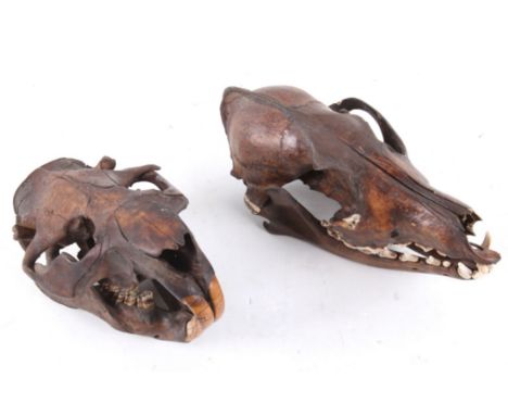 Featured in this lot we have a fossilized taxidermy beaver and coyote skulls. The fossils display a dark brown bone with ligh