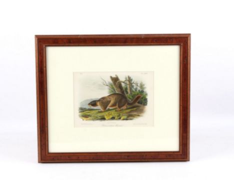 For your consideration is an original J.W. Audubon drawing titled "Yellow-Bellied Marmot" printed and colored by J.T. Bowen, 