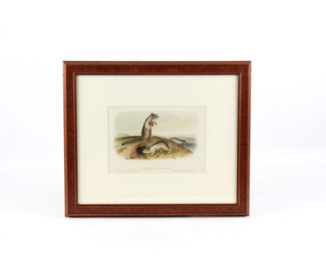 For your consideration is an original J.J. Audubon lithograph titled "Douglasses Spermophile" printed and colored by J.T. Bow