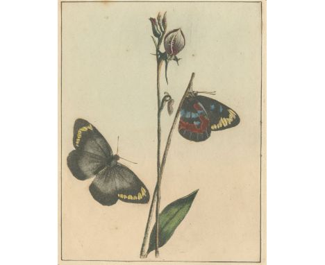LEWIN (JOHN WILLIAM)A Natural History of the Lepidopterous Insects of New South Wales. Collected, Engraved, and Faithfully Pa