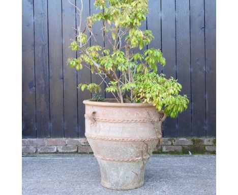 A large terracotta garden pot, with relief decoration, 65 x 65cm, planted with a tree