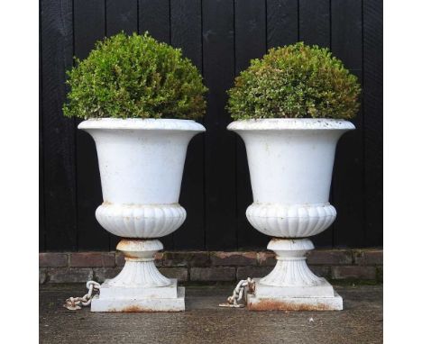A pair of large white painted cast iron garden urns, of pedestal form, 80cm high, each planted with box