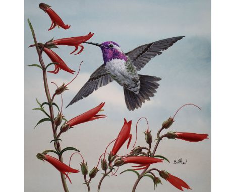 Don Balke (North Carolina, B. 1933) "Costa's Hummingbird Gathering Nectar" Signed lower right. Original Watercolor painting o