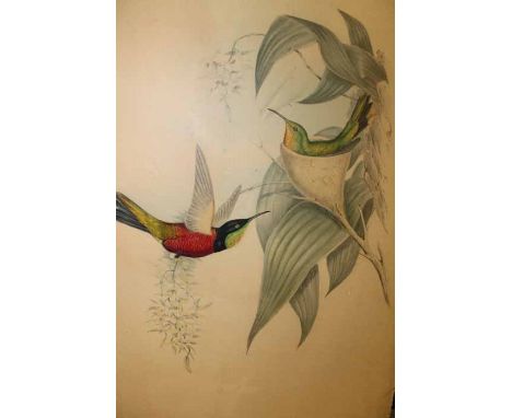 UNFRAMED HAND COLOURED GOULD & RICHTER BOTANICAL LITHOGRAPH
titled "TOPAZA PYRA", 55cm x 38cm, together with three framed eng