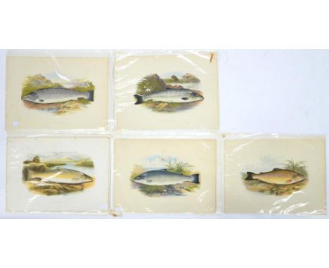 19TH C, LITHOGRAPH, ILLUSTRATIONS OF FISH, PRINTED IN COLOUR, 27 X 38CM (5)