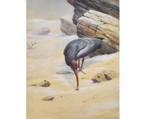 •David Morrison Reid-Henry (1919-1977) watercolour and gouache on paper, 'Bald or Hermit Ibis', signed 'D.M.HENRY' (lower rig