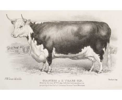 Coates's Herd Book. A collection of 70 plates, circa 1846, 70 loose lithographed plates of cattle by A.M. Gauci, a few with l