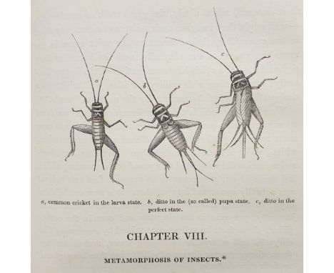 Newman (Edward). A Familiar Introduction to The History of Insects; being a new and greatly improved edition of The Grammar o