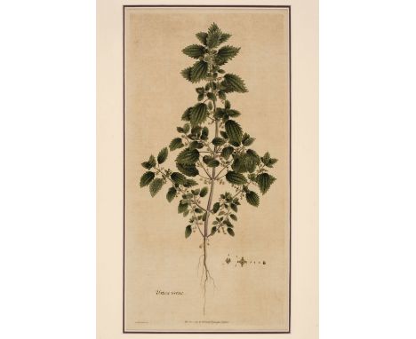 Botanical prints. 19th century, including Edwards and Sheldrake, depicting Burnet, Urtica Urens, Helmet Flower and Potamogeto