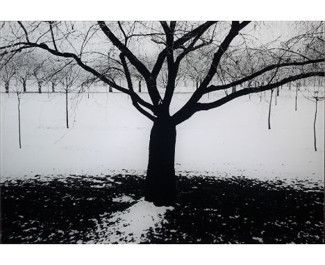 Peter Schloer, "Kirschbäume I &amp;amp; II", 2-teilige fotographische Arbeit, Fineart-Pigmentprints, hinter Acrylversiegelung