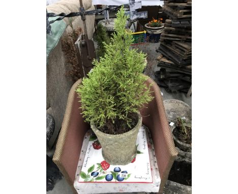 A ceramic pot with tree. (Collect only)