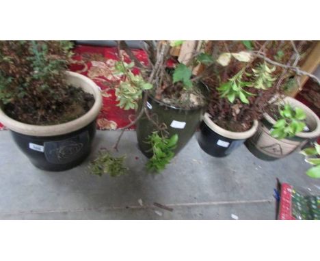 Four ceramic planters, three having plants, (Collect only)