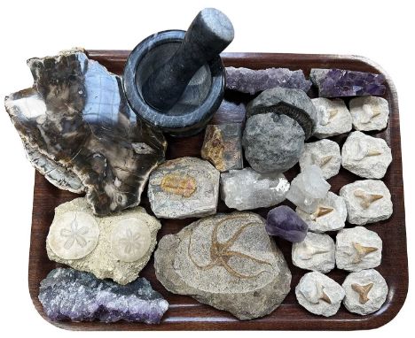 Fossils/Minerals: A Collection of Various Shark Teeth, Fossils and Minerals, to include - ten fossilized shark teeth preserve