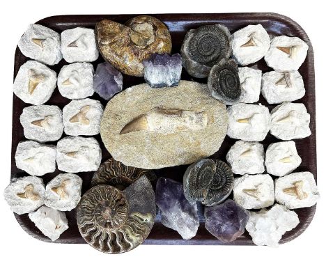 Natural History: A Collection of Polished Ammonite Specimens Minerals and Sharks Teeth, twenty various fossilized sharks teet