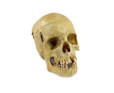 A female half skeleton affectionately known as 'Genevieve', in a pine trunk labelled Adam, Rouilly & Co, Osteology, 18 Fitzro