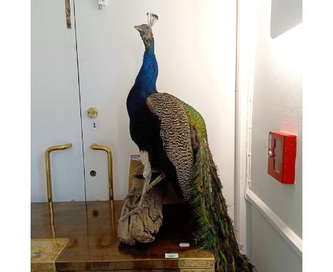 Taxidermy: A peacock perched on a branch, 87 cm not including the tail