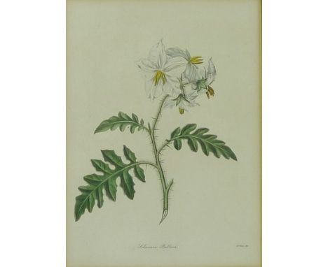 A group of 19th century hand coloured bookplate botanical prints to include Cuckoo Pint and other wild plants, possibly by Ma