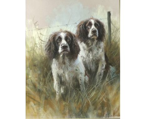 Mick Cawston: a portrait of two springer spaniels, pastel on paper, signed lower right, 46 by 36cm.