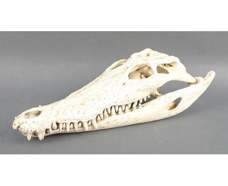 An Australian crocodile skull, Crocodylus porosus, with export permit, 29 by 11 by 8cm. 
