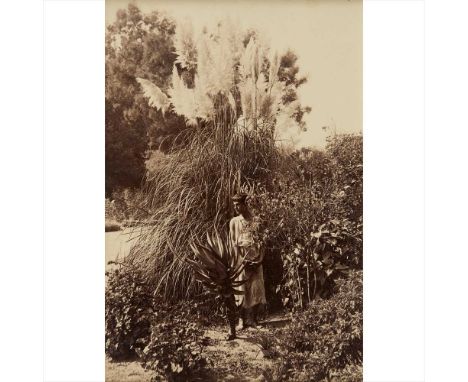 Gloeden, Wilhelm von Boy in Sicilian landscape standing before tall pampas grass, albumen print, late 19th century, 155 x 105