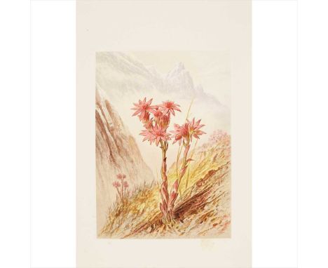 Walton, Elijah  Flowers of the Upper Alps London: W.M. Thompson, 1869. 4to, 12 plates, original orange cloth gilt with a blue