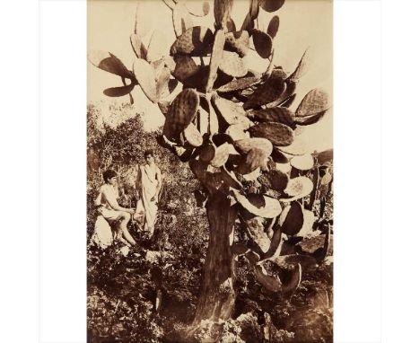 Gloeden, Wilhelm von. Landscape with cactus and 2 male figures c. 1885, albumen print, 235 x 165mm., framed and glazed