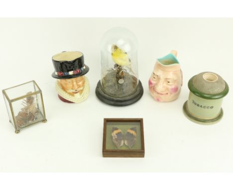 Taxidermy:&nbsp; A stuffed and mounted Canary, under glass dome, two Butterflies framed, a Staffordshire Toby Jug, a Foley To