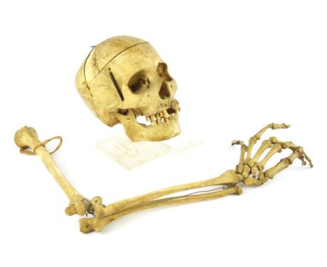 A 19th century human skull articulated for medical use, displayed on a Perspex stand and a 19th century human arm, also artic