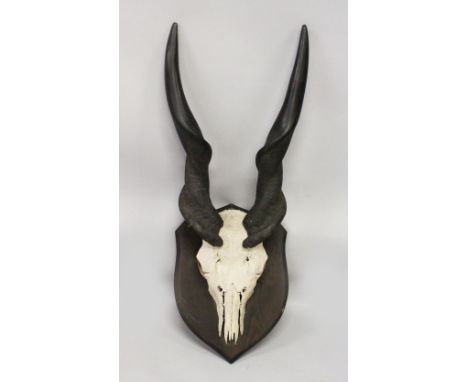 AN IMPRESSIVE PAIR OF GIANT ELAND HORNS, WITH SKULL, mounted on an ebonised shield shape plaque. Horns 2ft 1ins long.