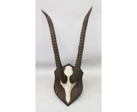 AN IMPRESSIVE PAIR OF IBEX HORNS, WITH SKULL, mounted on a shield shape plaque. Horns 3ft 6ins long.
