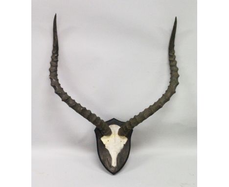 AN IMPRESSIVE PAIR OF IMPALA HORNS, WITH SKULL, mounted on a shield shape plaque. 1ft 9ins wide.