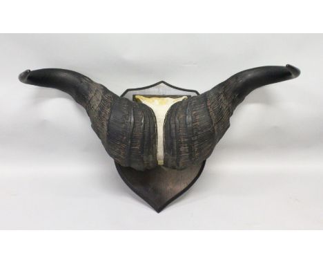 AN IMPRESSIVE PAIR OF WATER BUFFALO HORNS, WITH SKULL, mounted on an ebonised shield shape plaque. 3ft 1ins wide.