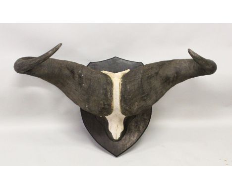 AN IMPRESSIVE PAIR OF WATER BUFFALO HORNS, WITH SKULL, mounted on an ebonised shield shape plaque. 3ft 6ins wide.