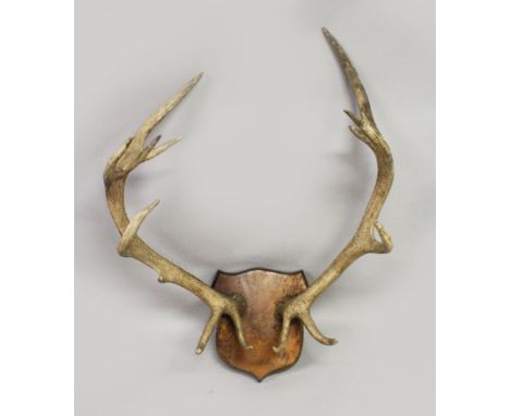 AN IMPRESSIVE PAIR OF "FOURTEEN POINT" DEER ANTLERS, mounted on a shield shape plaque. 2ft 2ins wide.