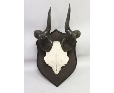 AN IMPRESSIVE PAIR OF HARTEBEEST HORNS, WITH SKULL, mounted on a shield shape plaque. 11ins wide.