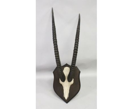 AN IMPRESSIVE PAIR OF IBEX HORNS, WITH SKULL, mounted on a shield shape plaque. Horns 3ft 2ins long.