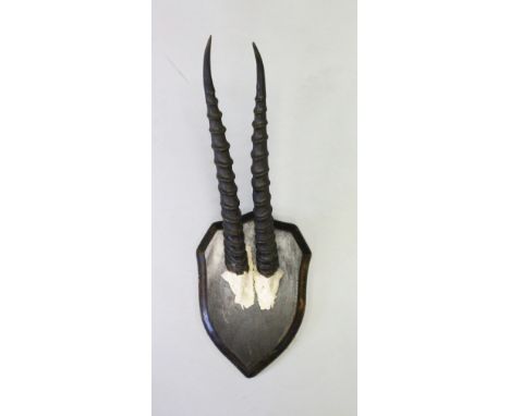 A PAIR OF GAZELLE HORNS, WITH SKULL, mounted on a shield shape plaque. Horns 1ft 0ins long.