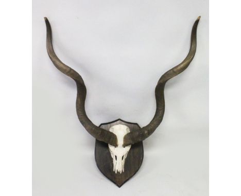 AN IMPRESSIVE PAIR OF KUDU HORNS, WITH SKULL, mounted on a shield shape plaque. Horns 3ft 2ins long.