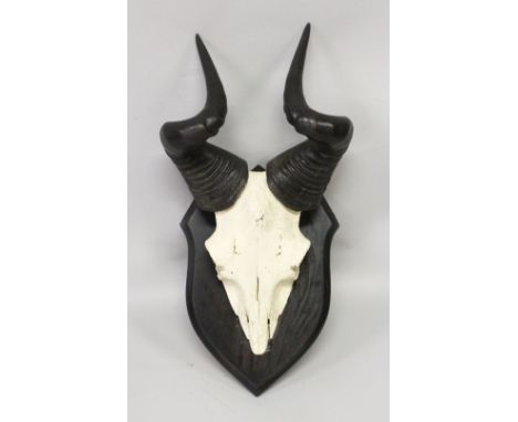 AN IMPRESSIVE PAIR OF HARTEBEEST HORNS, WITH SKULL, mounted on a shield shape plaque. 12ins wide.