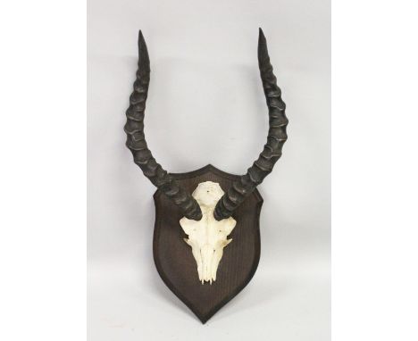 AN IMPRESSIVE PAIR OF IMPALA HORNS, WITH SKULL, mounted on a shield shape plaque. 1ft 0ins wide.