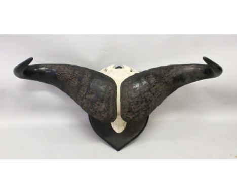 AN IMPRESSIVE PAIR OF WATER BUFFALO HORNS, WITH SKULL, mounted on an ebonised shield shape plaque. 3ft 3ins wide.