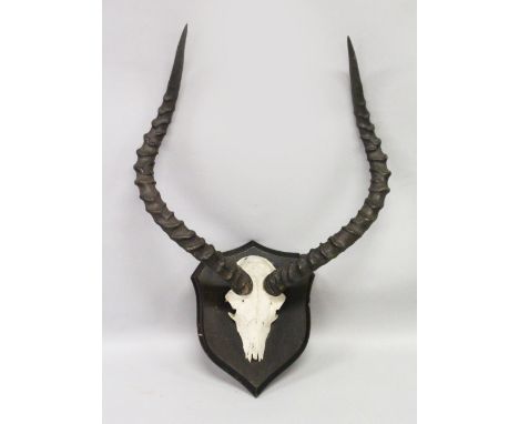 AN IMPRESSIVE PAIR OF IMPALA HORNS, WITH SKULL, mounted on a shield shape plaque. 1ft 7ins wide.