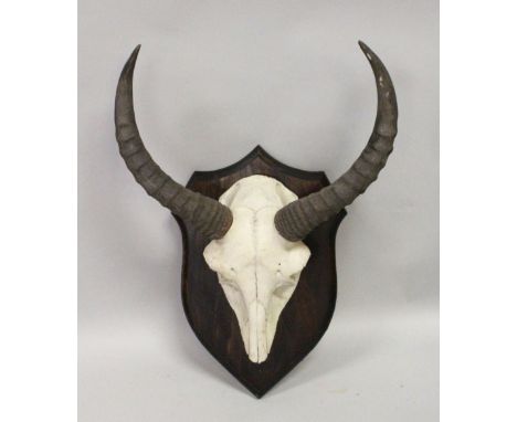 A PAIR OF ANTELOPE HORNS, WITH SKULLS, mounted on a shield shape plaque. 1ft 3ins wide.