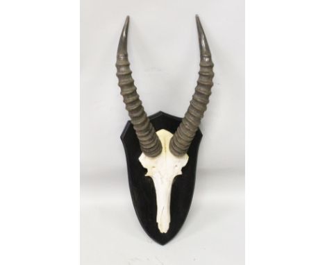A PAIR OF ANTELOPE HORNS, WITH SKULLS, mounted on a shield shape plaque. 10ins wide.